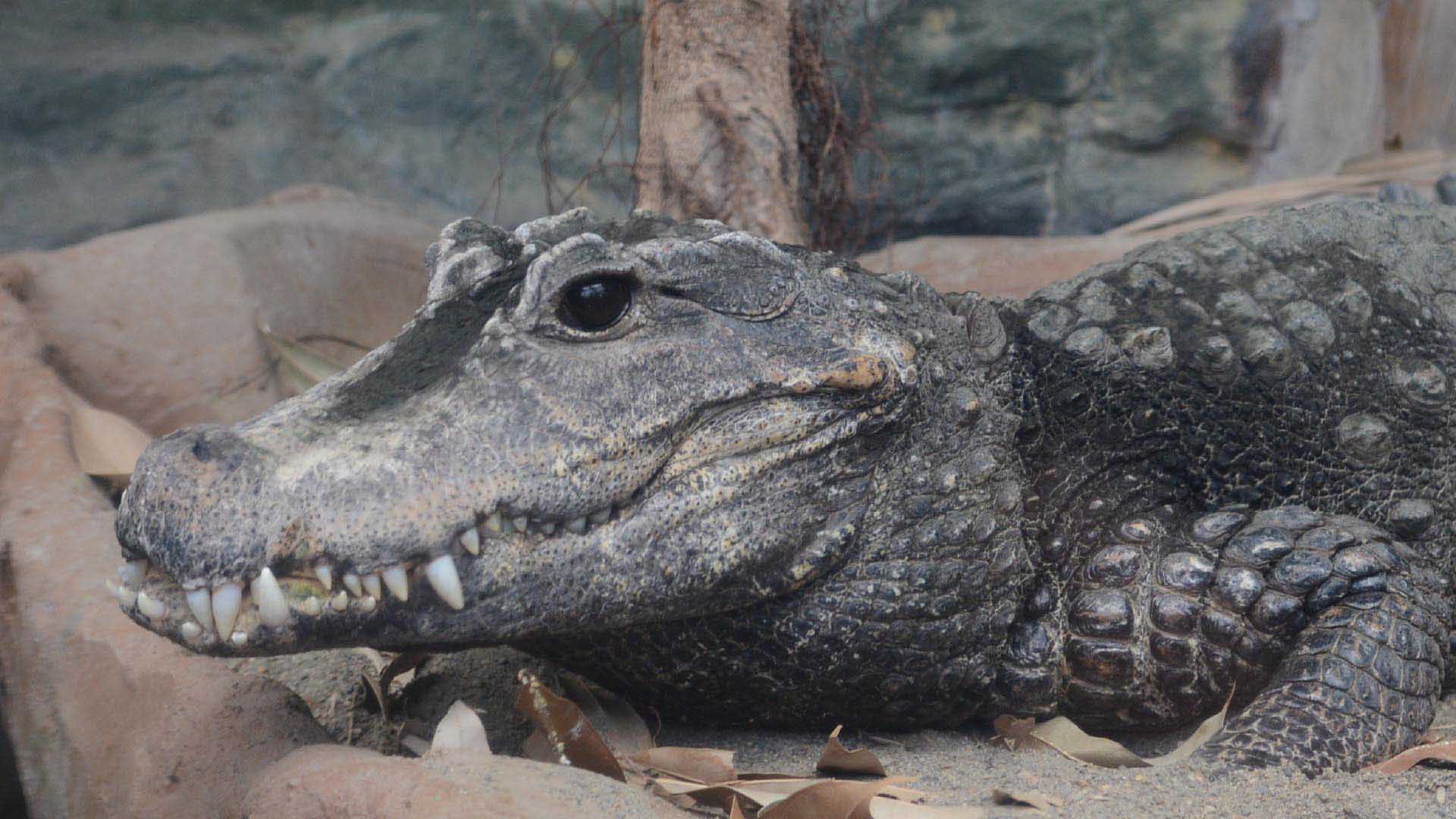 ニシアフリカコガタワニ