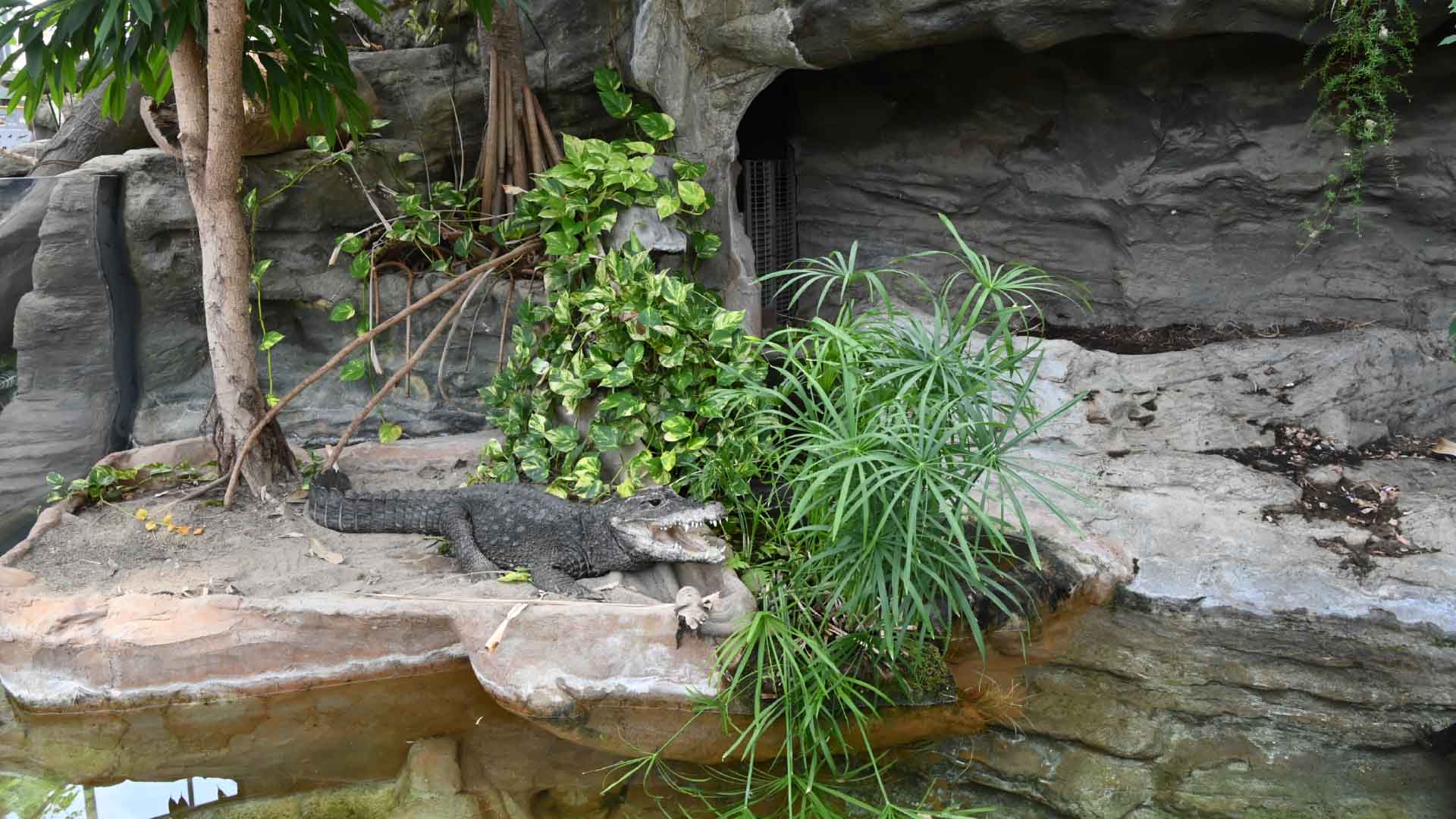 ニシアフリカコガタワニ