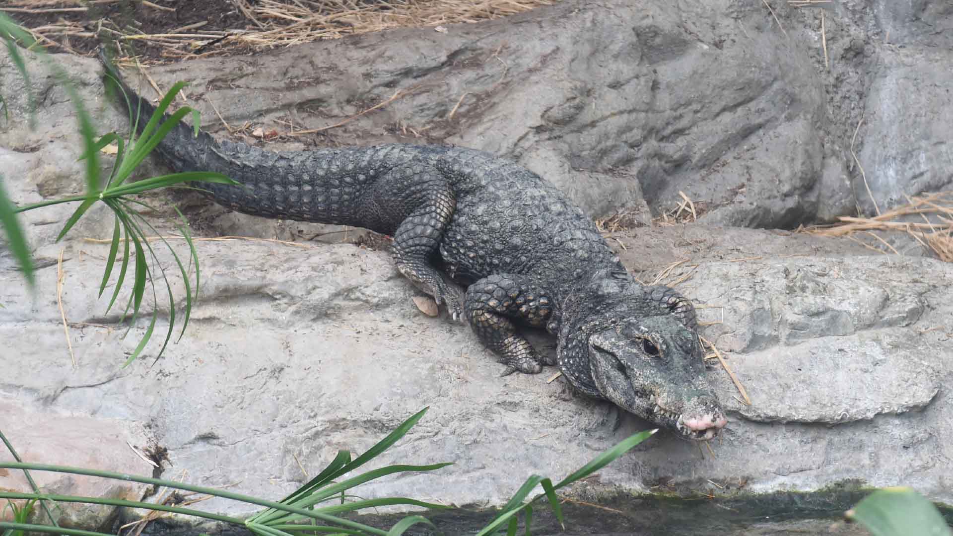 ニシアフリカコガタワニ