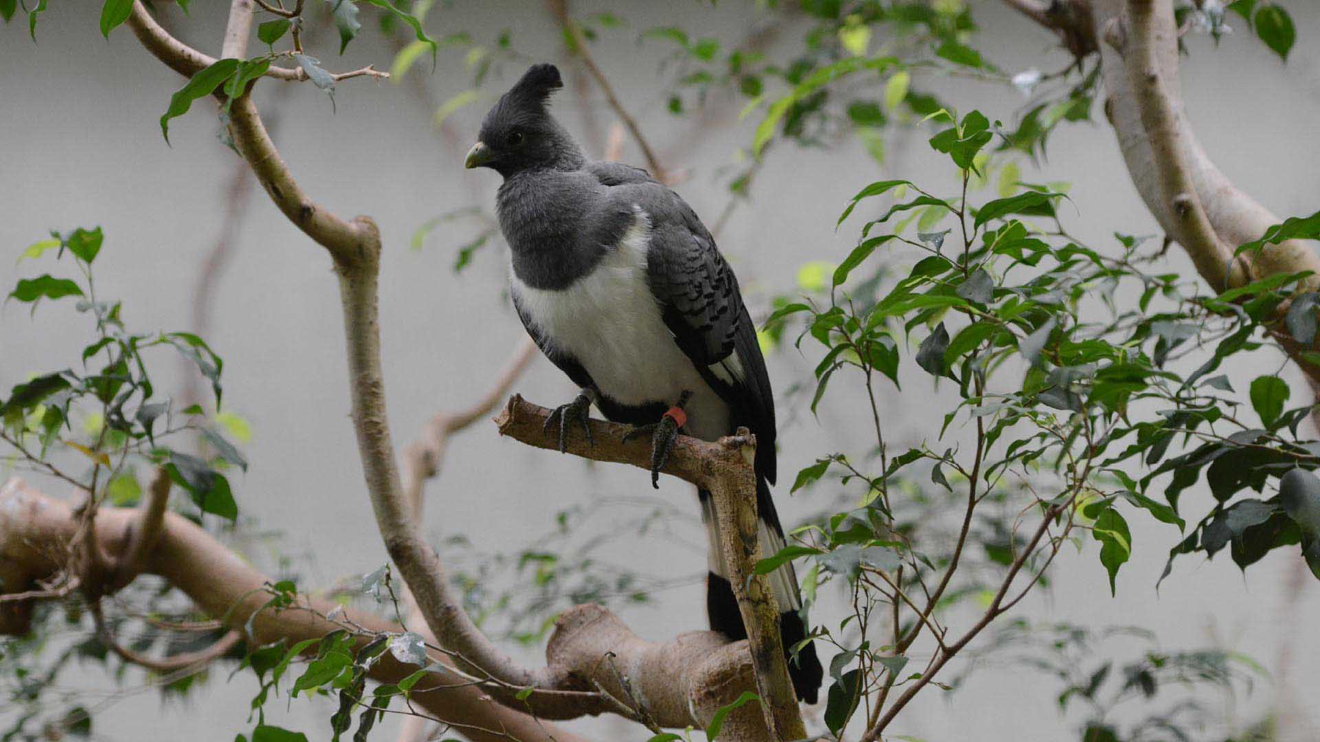 シロハラハイイロエボシドリ