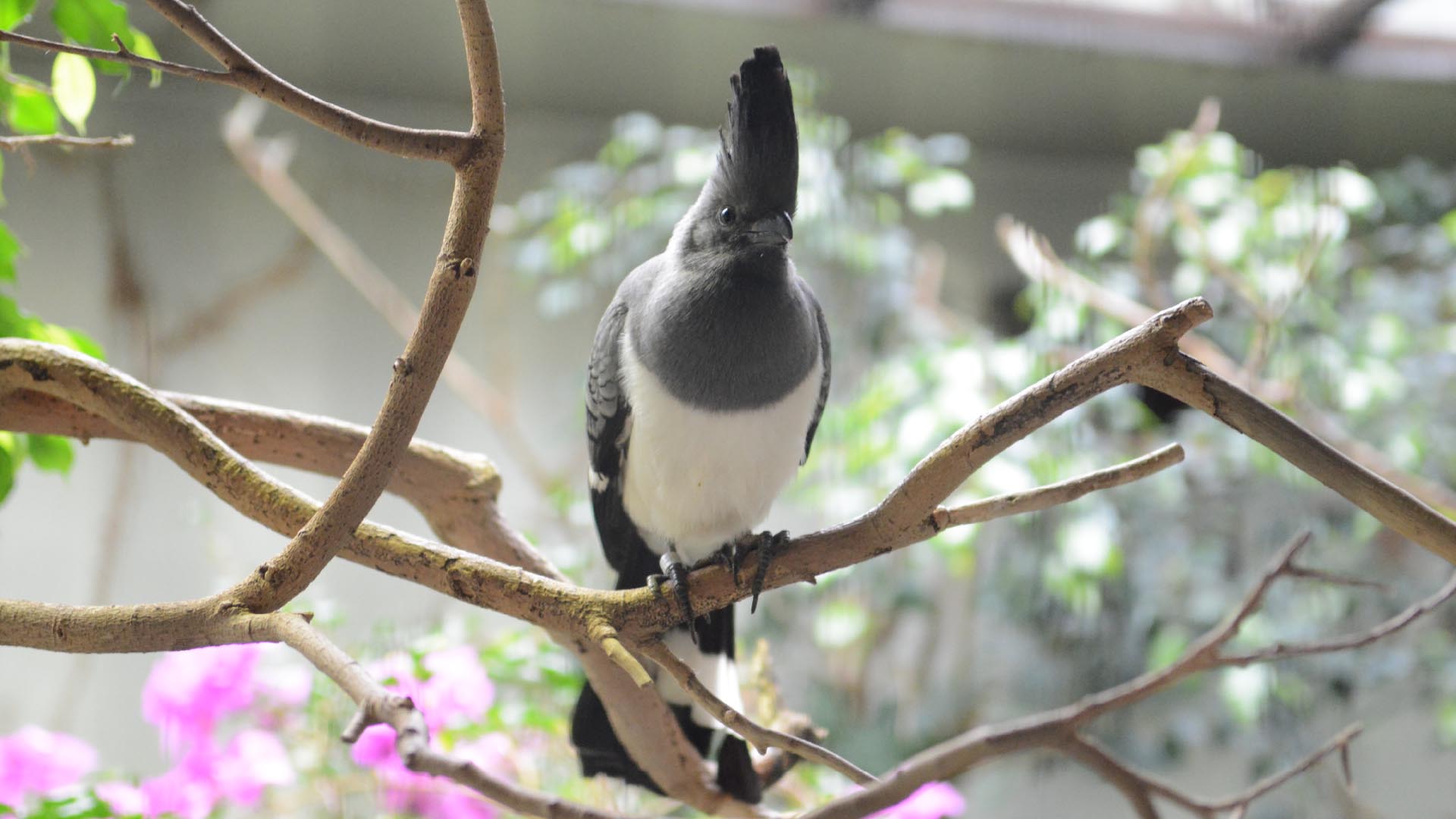 シロハラハイイロエボシドリ