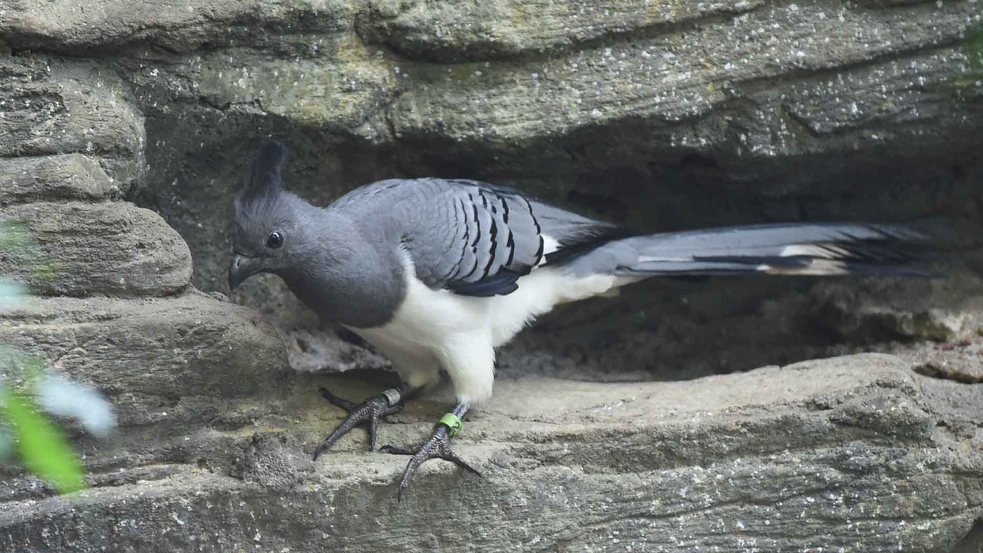 シロハラハイイロエボシドリ