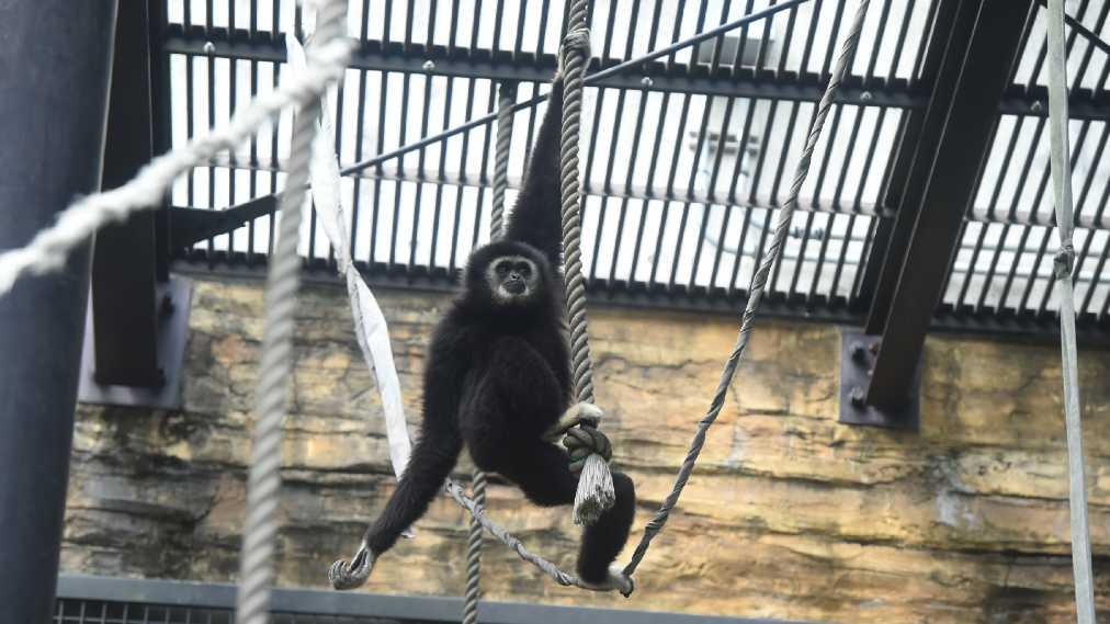 シロテテナガザル