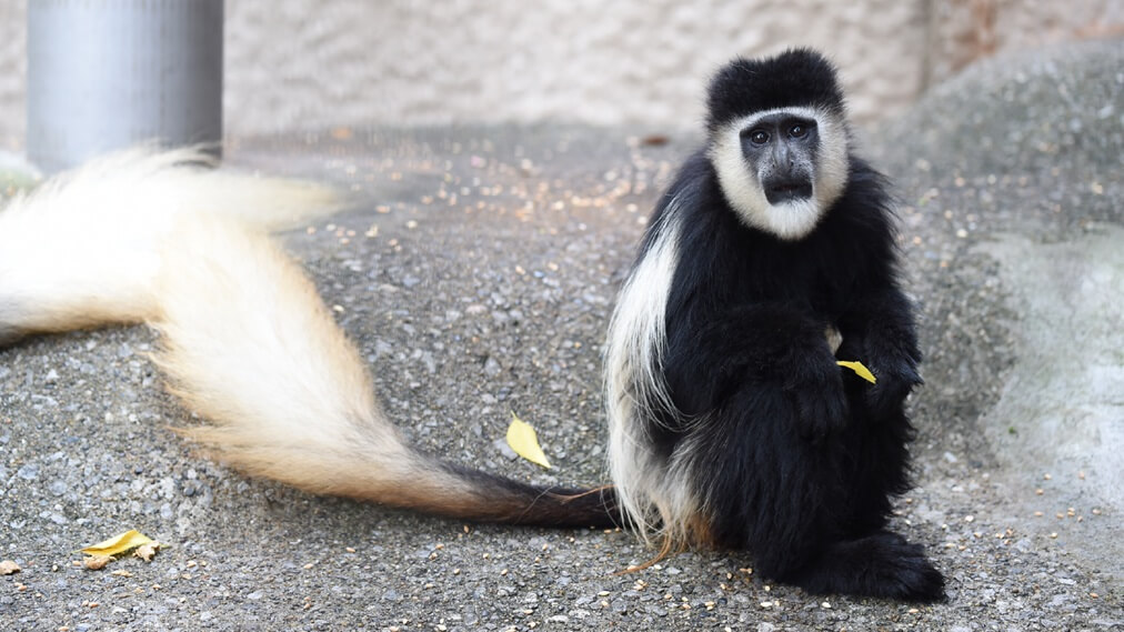 アビシニアコロブス
