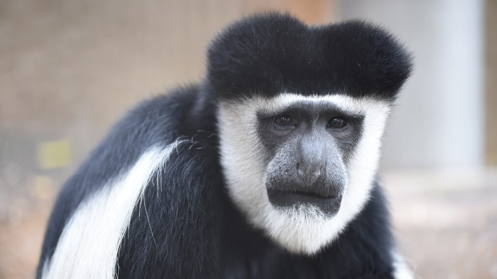 アビシニアコロブス