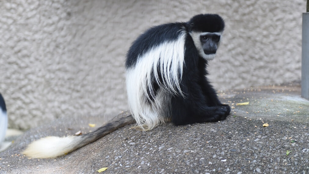 アビシニアコロブス