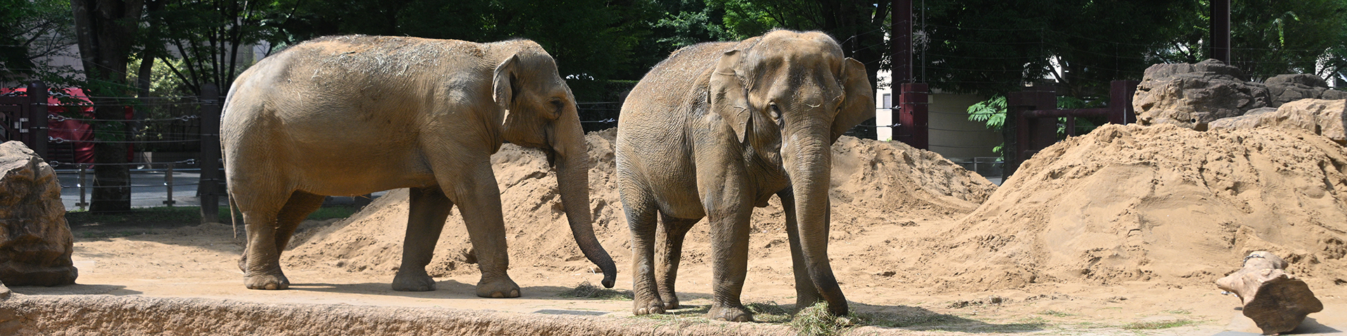 アジアゾウの展示