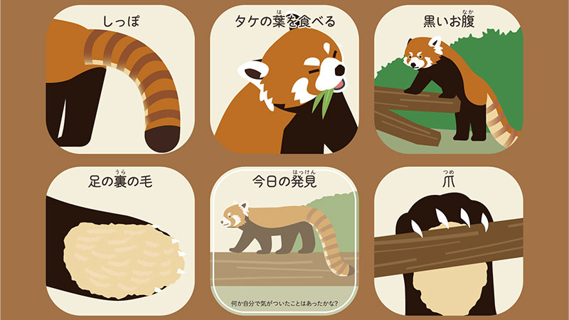 レッサーパンダのビンゴカード