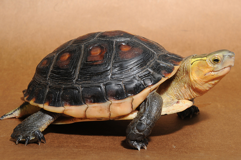 展示予定のセマルハコガメ