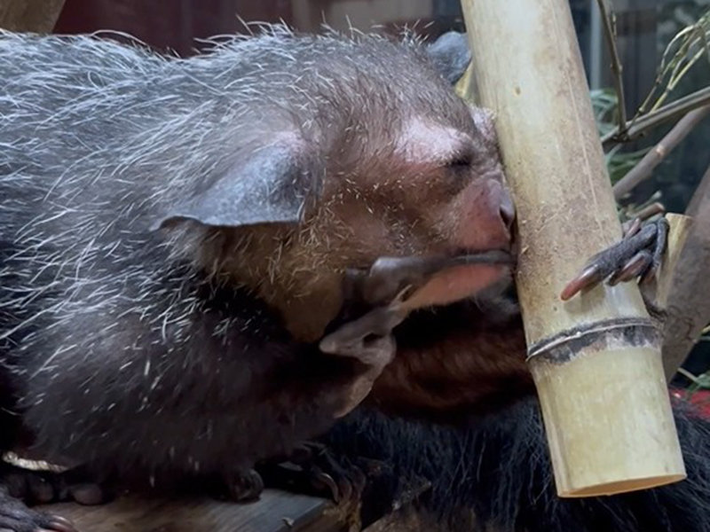 アイアイの給餌のようす