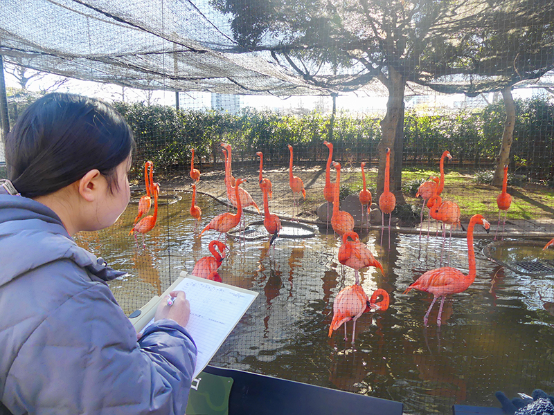フラミンゴを観察するようす