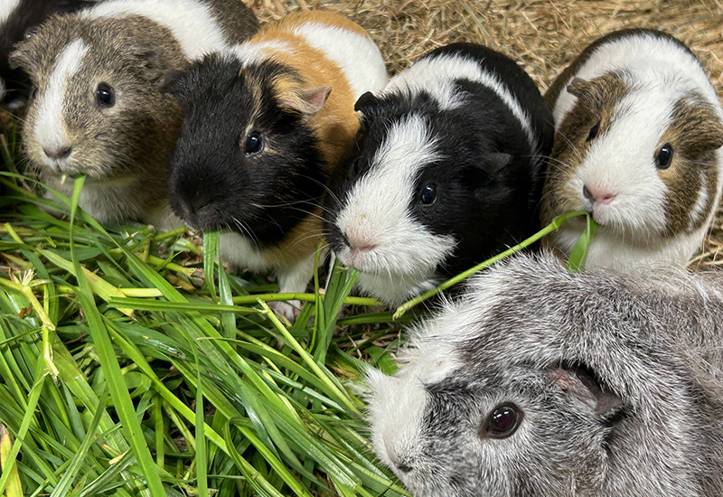 子ども動物園すてっぷのモルモット
