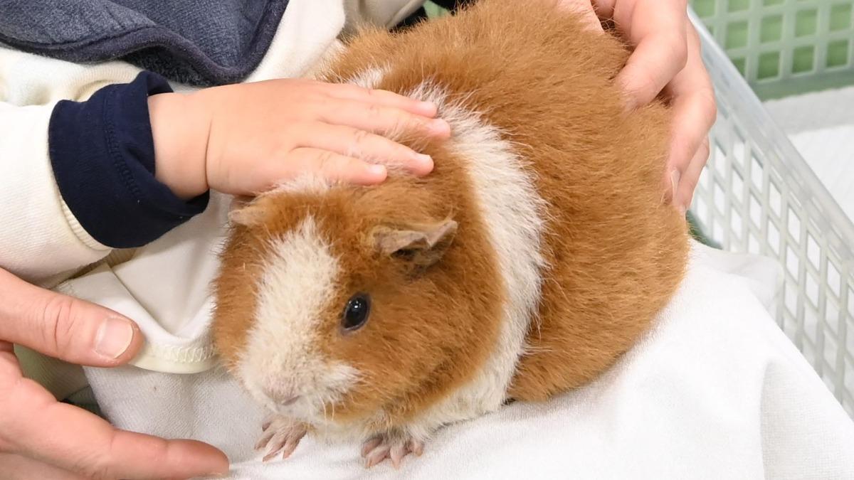 モルモットとなかよし