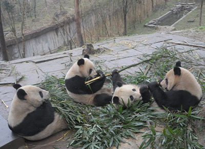 中国パンダ保護研究センターのパンダ
