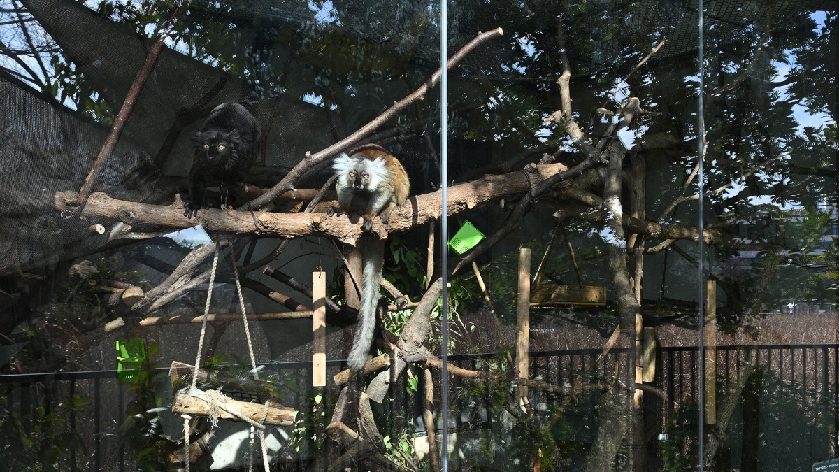 クロキツネザル