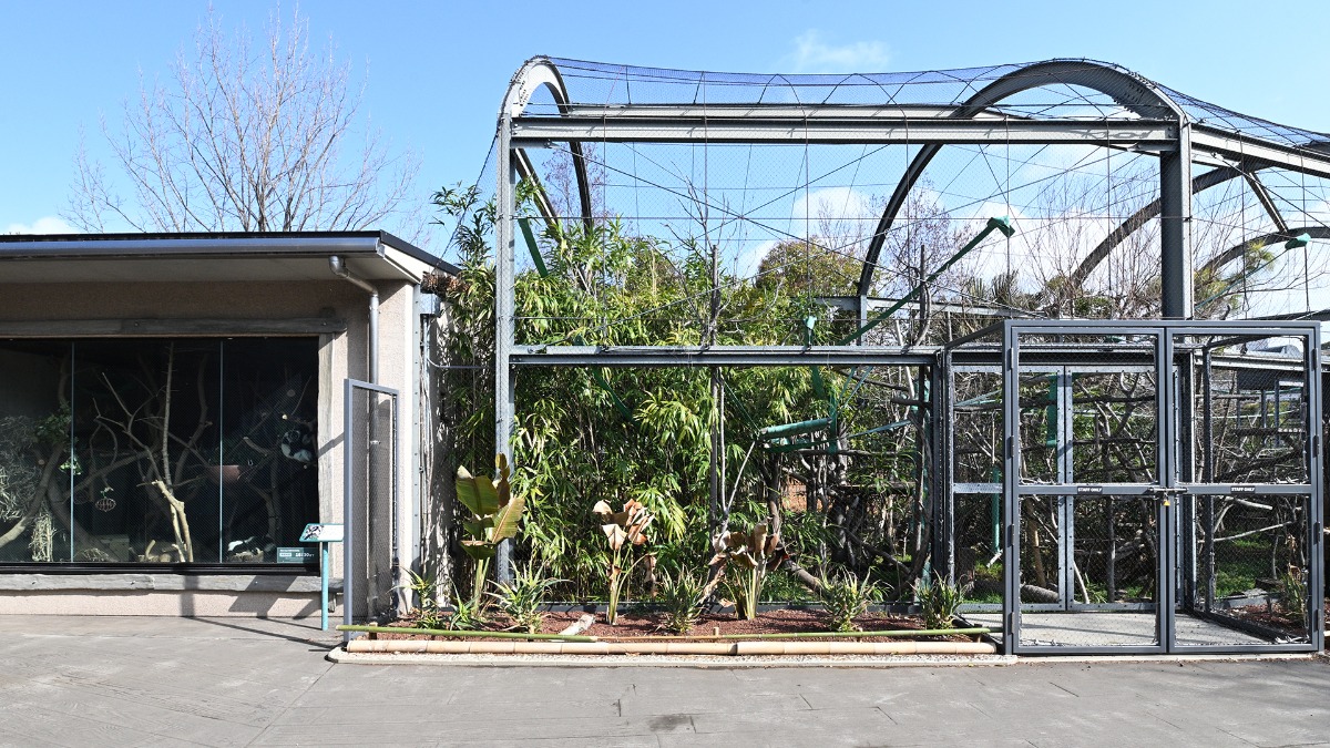 キツネザル展示