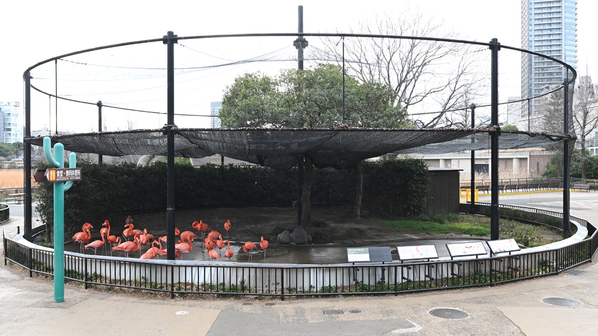 フラミンゴ展示