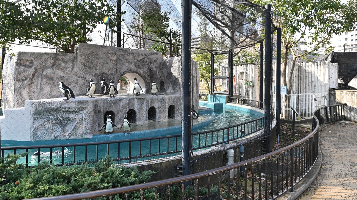 ペンギン展示