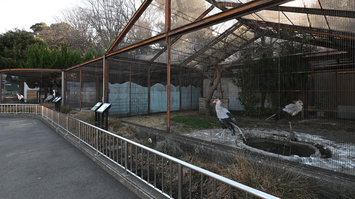 ヘビクイワシ展示