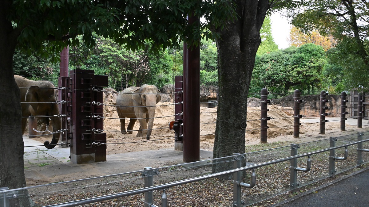 アジアゾウ展示