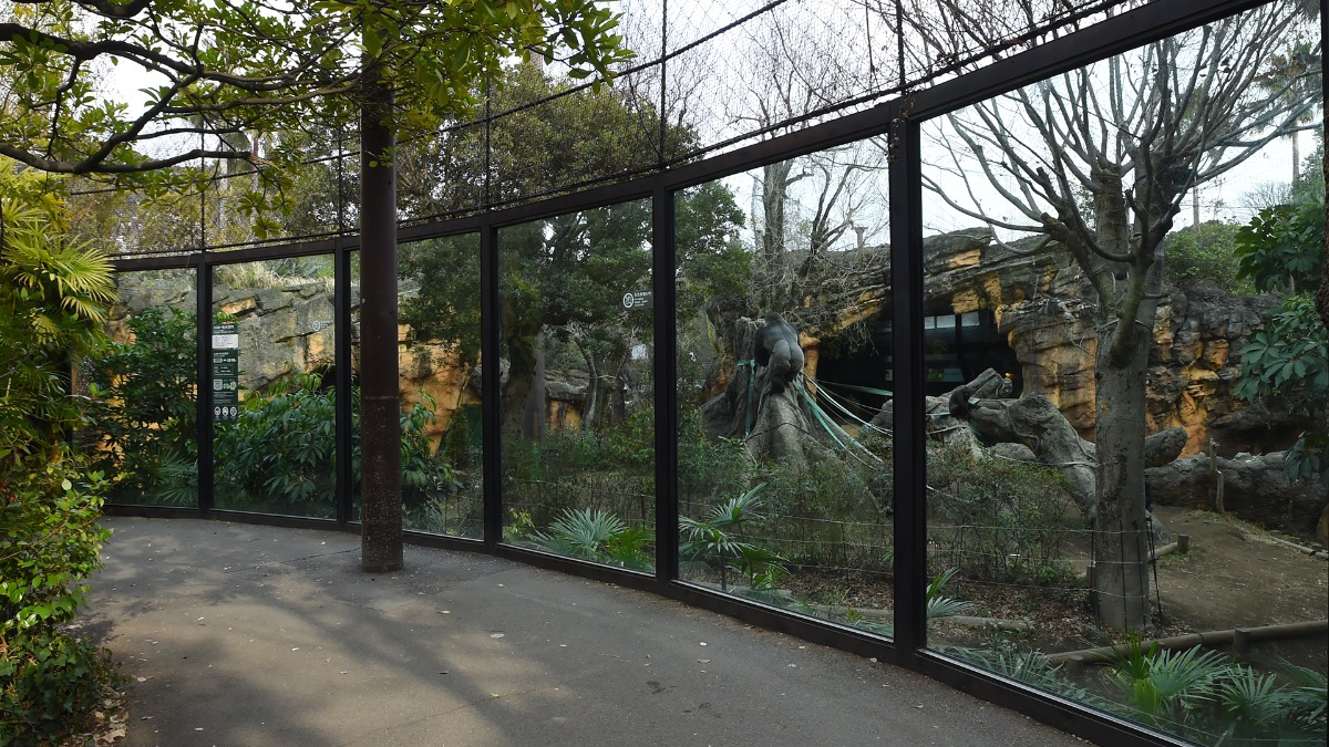ゴリラ展示