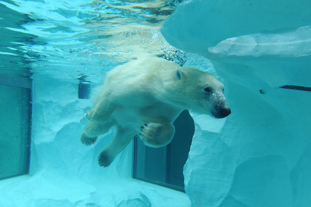 ホッキョクグマ