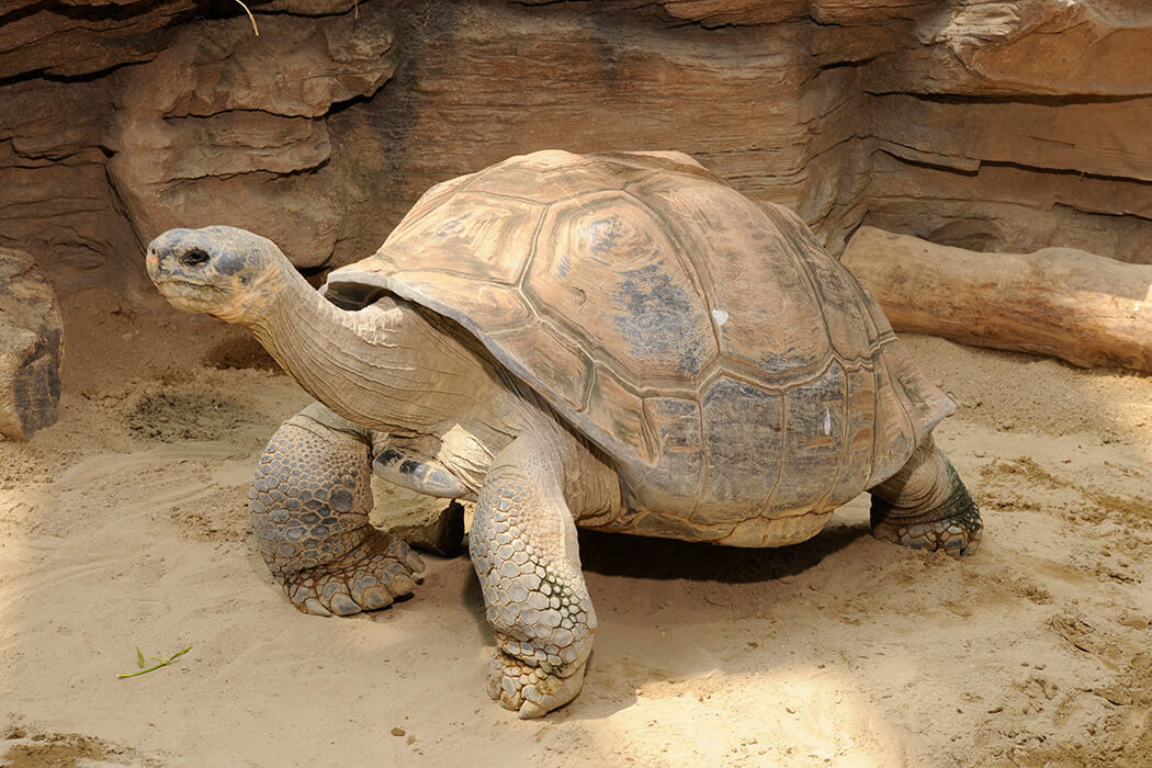 ガラパゴスゾウガメ