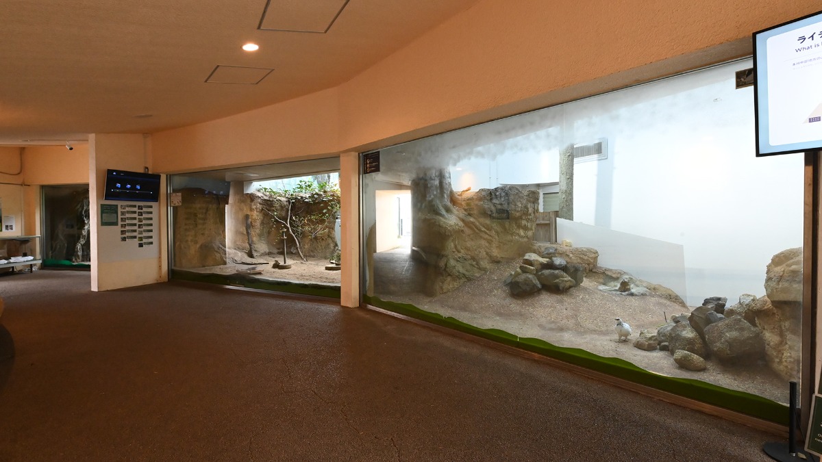 ライチョウの展示