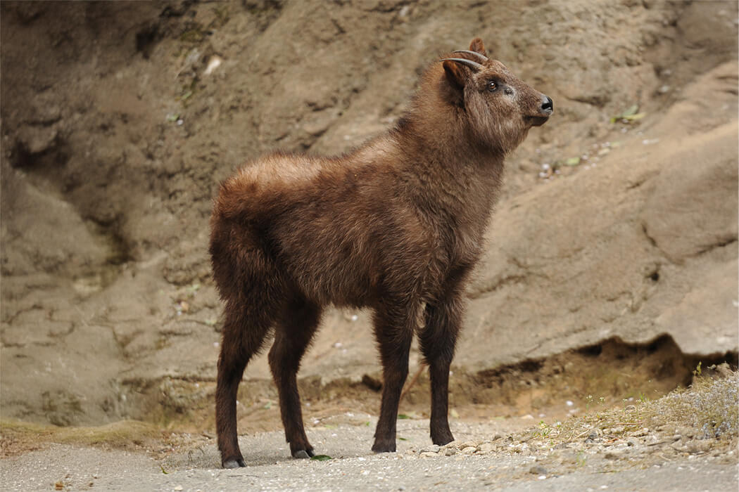 ニホンカモシカ