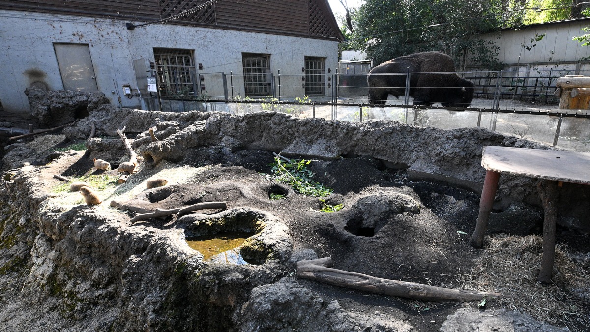 プレーリードッグ展示