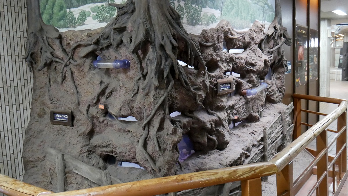 ハダカデバネズミ展示