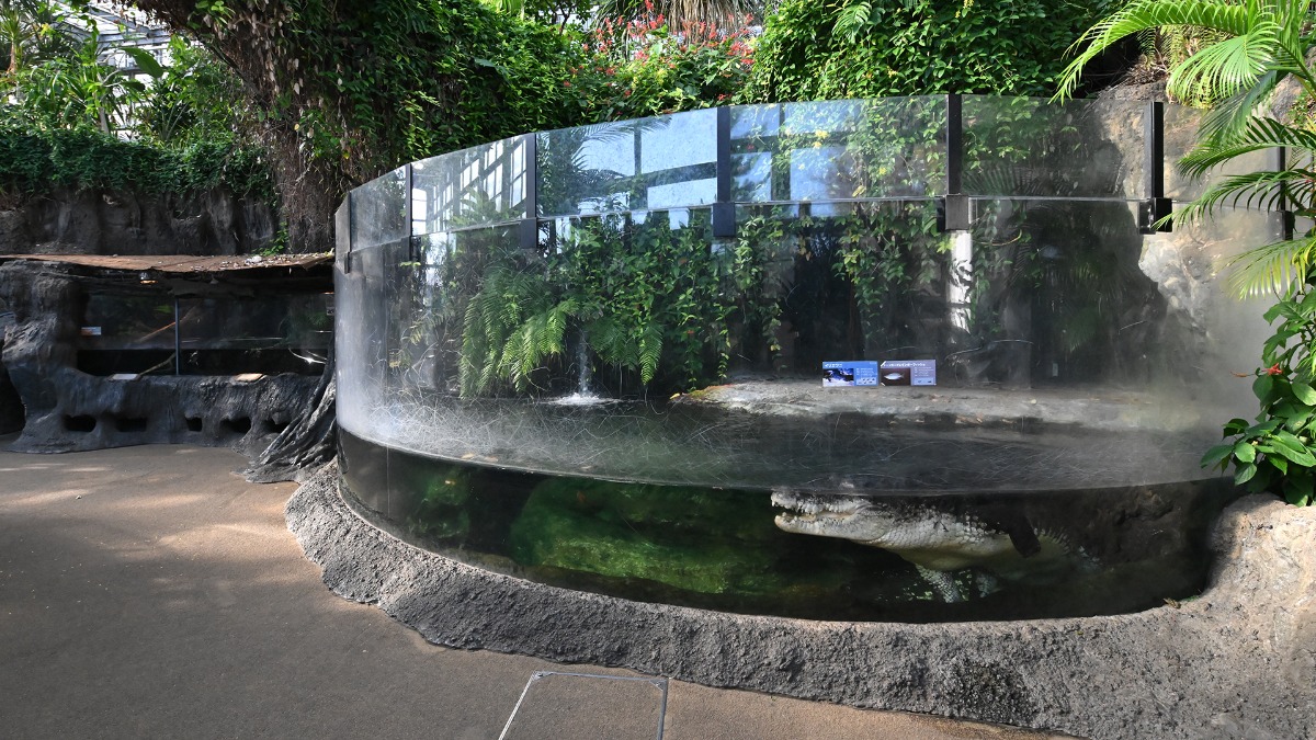 ワニ展示