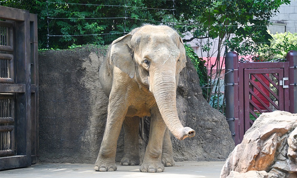 アジアゾウ
