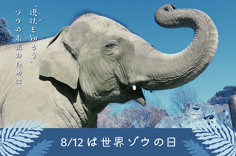 8/12 は世界ゾウの日、いまを知ろう、ゾウの未来のために
