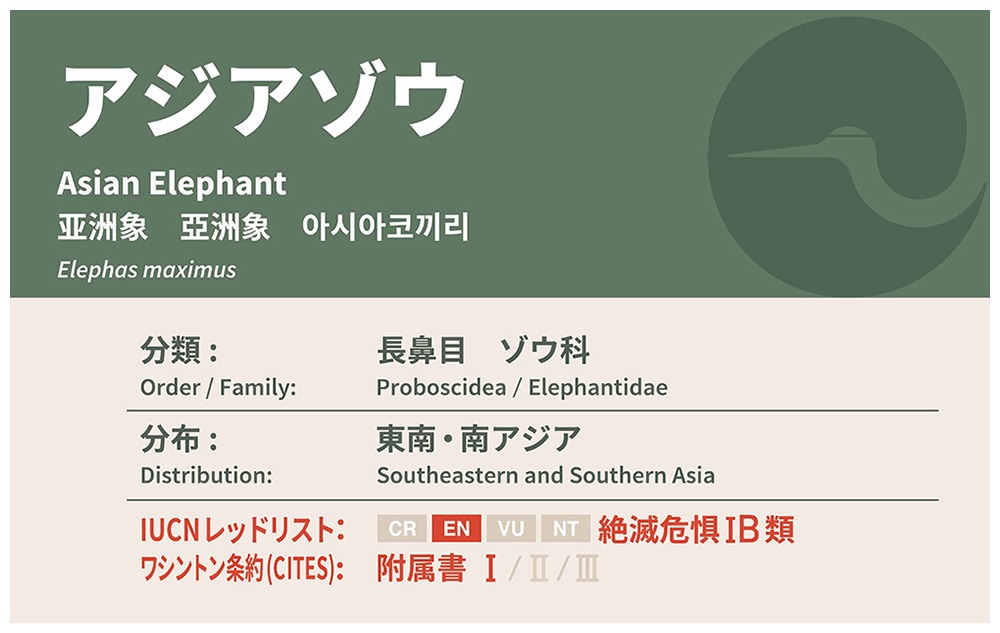 アジアゾウについての説明看板