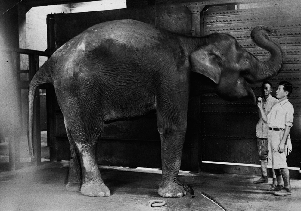 ゾウと飼育員の当時の白黒写真