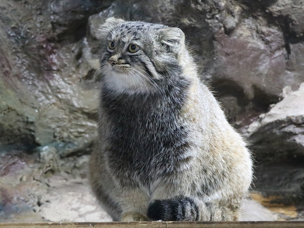 じっとをみつめるマヌルネコ