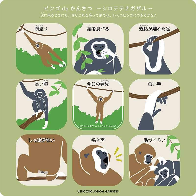 ビンゴdeかんさつ　シロテテナガザルのビンゴカード