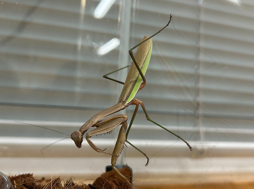 オオカマキリ