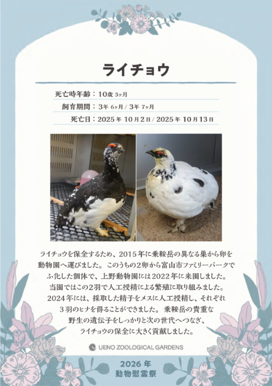 關於松雞的動物慰靈祭用面板。記載著死亡時的年齡、飼養期間、死亡日期、來歷和飼養經過。