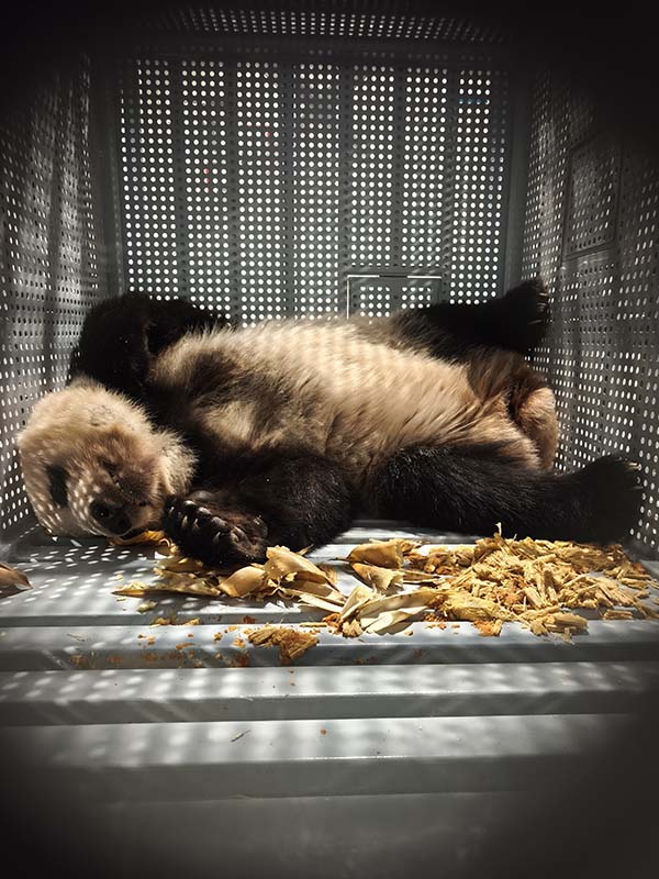 輸送中のレイレイ