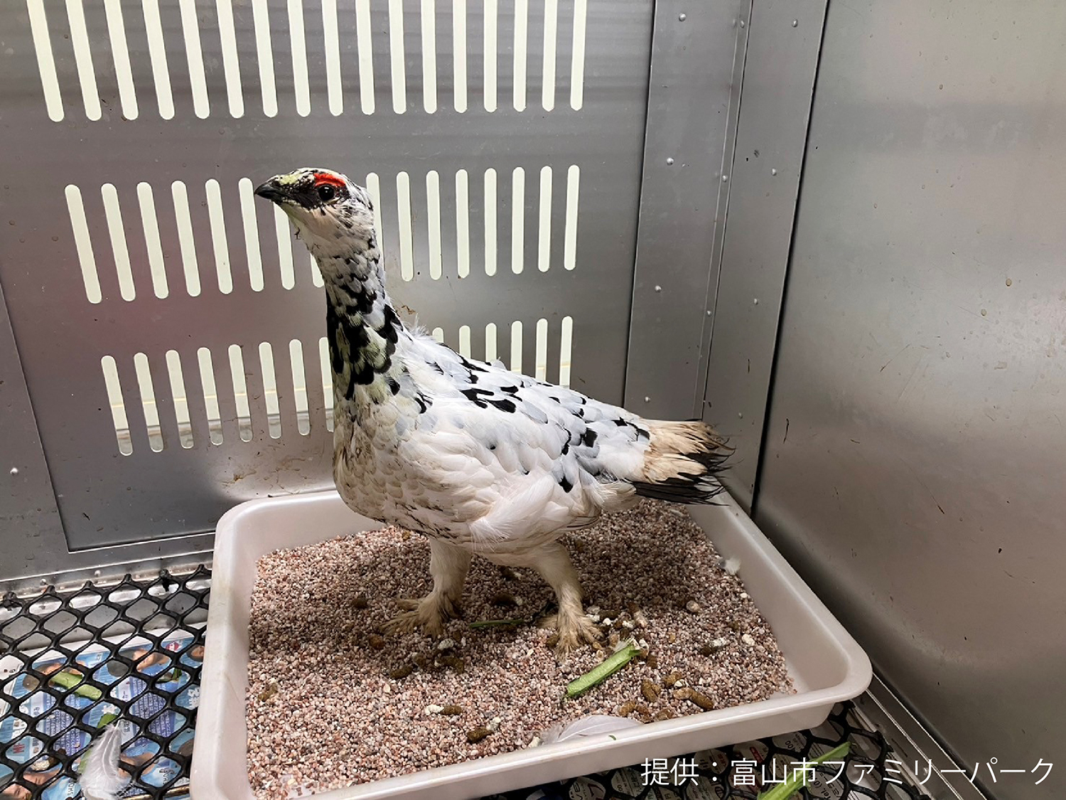 富山市ファミリーパークから搬入するライチョウのオス