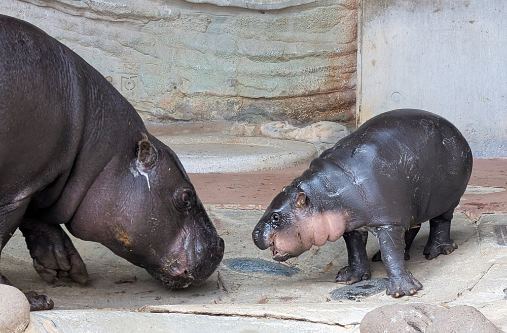 コビトカバの親子（2026年3月16日撮影）