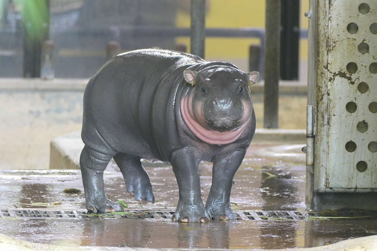 コビトカバの子。丸い体つきに小さな耳。全身は黒っぽい色だが、口の下から喉元にかけて淡いピンク色をしている
