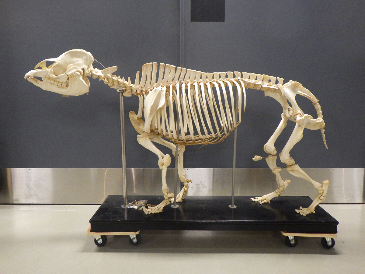 アメリカバクの全身骨格（写真提供：国立科学博物館）