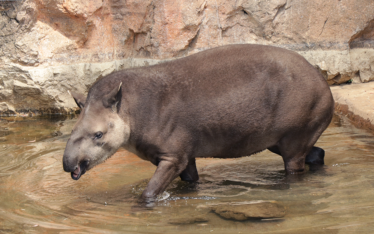上野動物園　アメリカバク