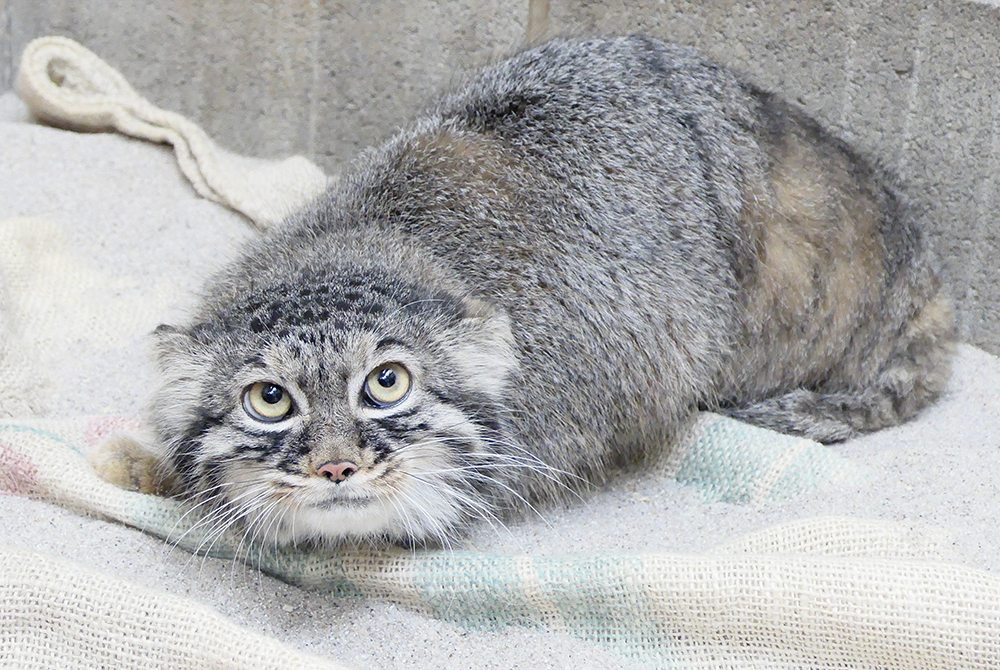 敷物の上にいるマヌルネコのサフラン。茶褐色と灰色が混ざった毛並みをしている。