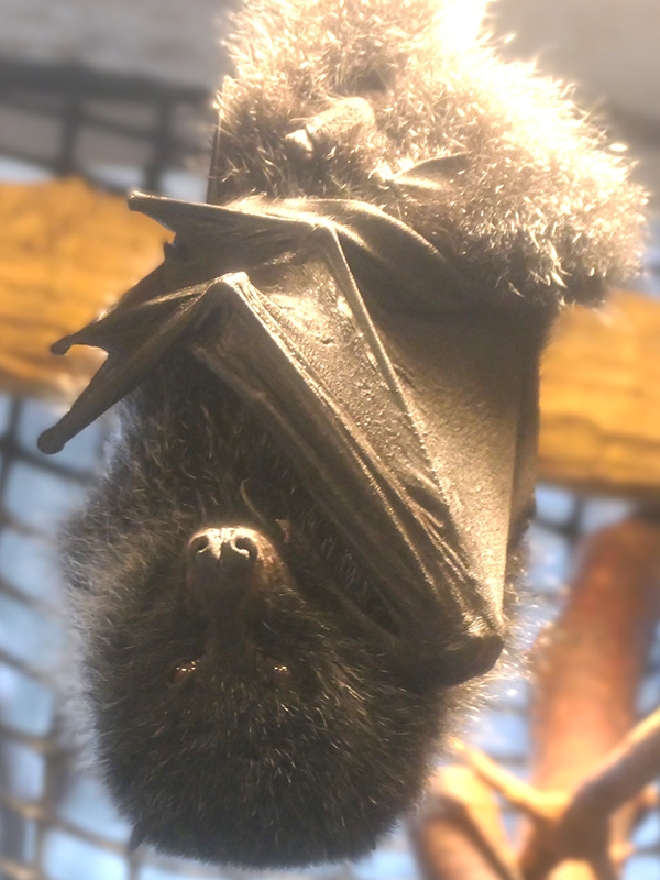 上野動物園　オガサワラオオコウモリ