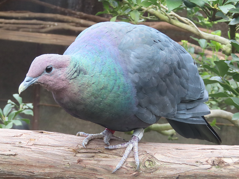 多摩動物公園　アカガシラカラスバト