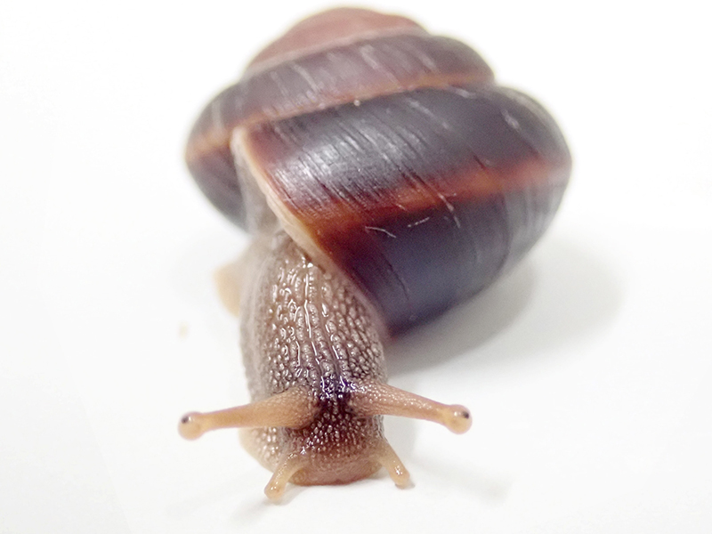 井の頭自然文化園　カタマイマイ